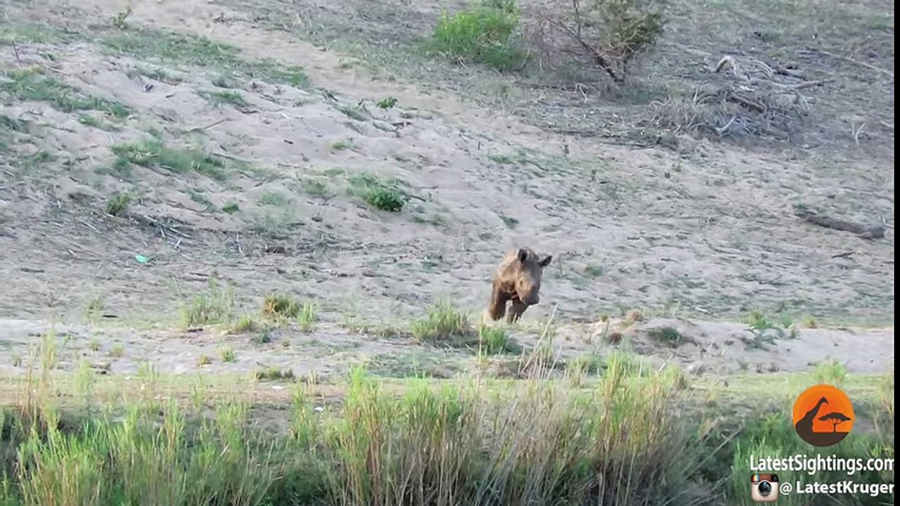 rinoceronte bebe jugando