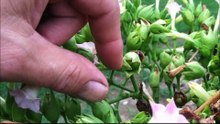 tobacco seed harvest