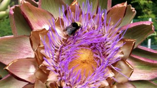 Blooming artichoke & the bumble bee