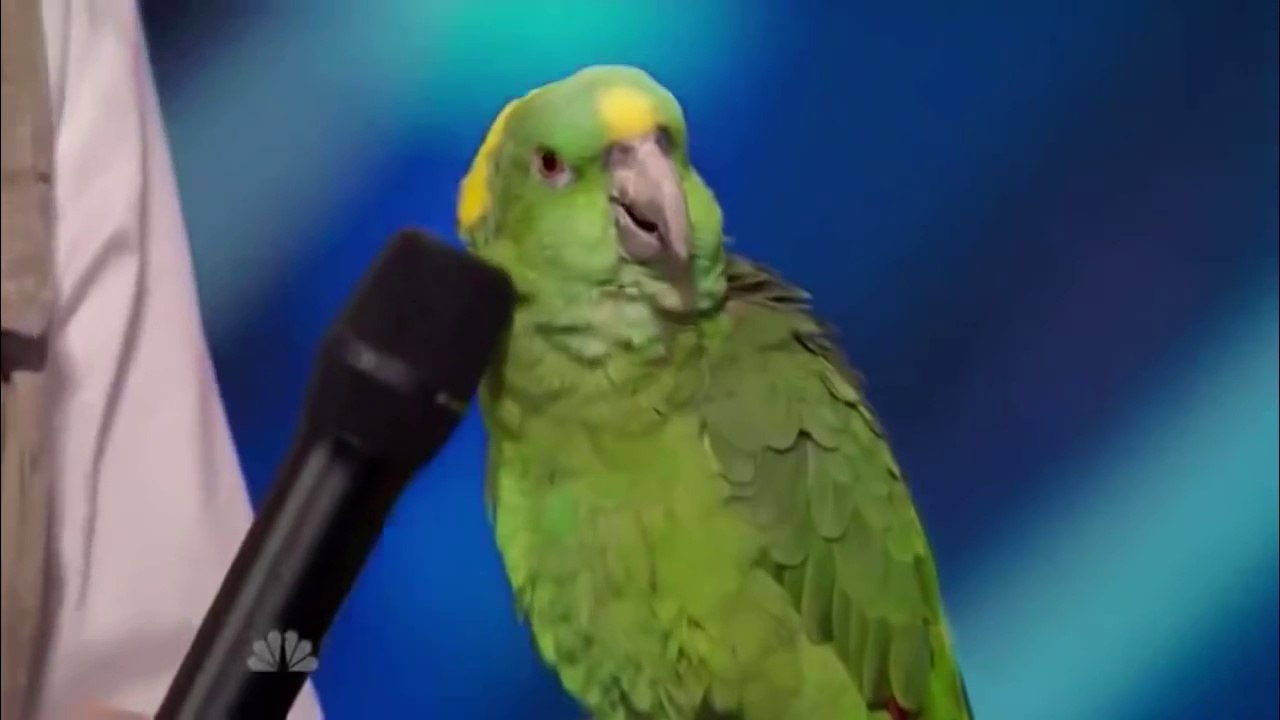 Le meilleur Talent du Monde (ce Perroquet m'étonne)
