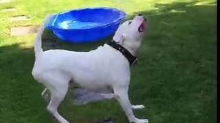 American bulldog hose pipe