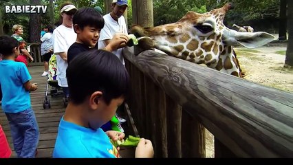 Kids At The Zoo New Compilation 2016 - Funny Babies At The Zoo