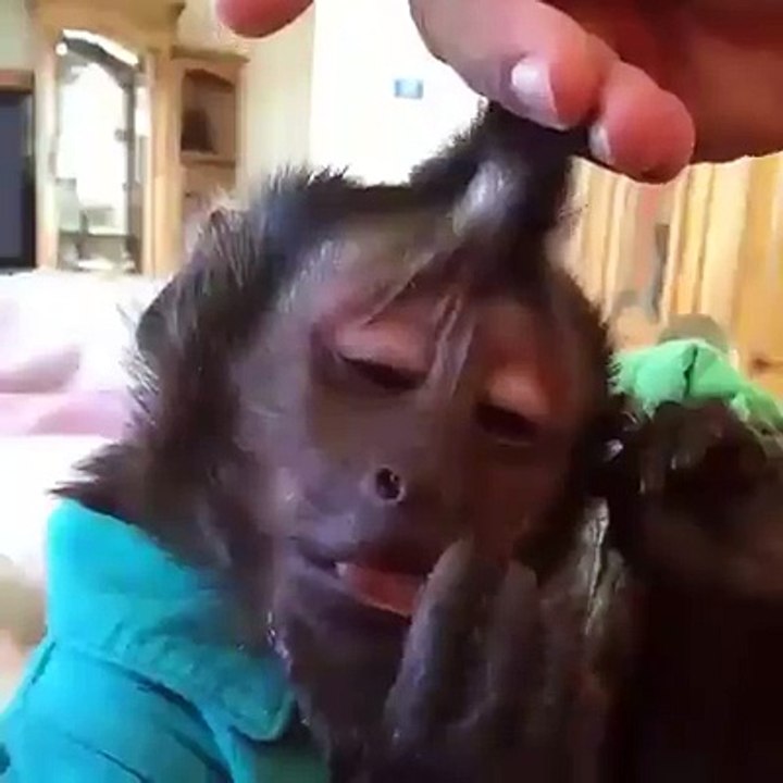singe et faux hawk look