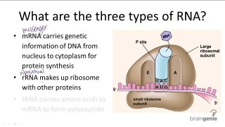 10.3.2 Three Types of RNA