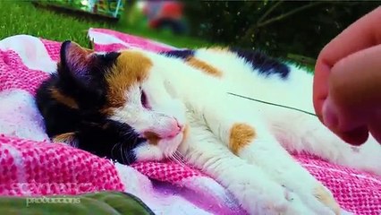Cat Pushes Hand Away