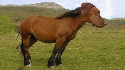 Top 10 Amazing Hybrid Animals