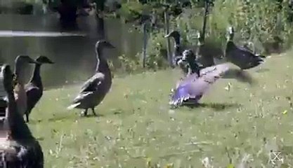 بطخ کا ڈانس دیکھو . یقین کرو کہ فلمی ایکٹر کو بھول جاو گے