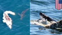 Great white sharks feed on whale carcass off North Truro caught on camera - TomoNews