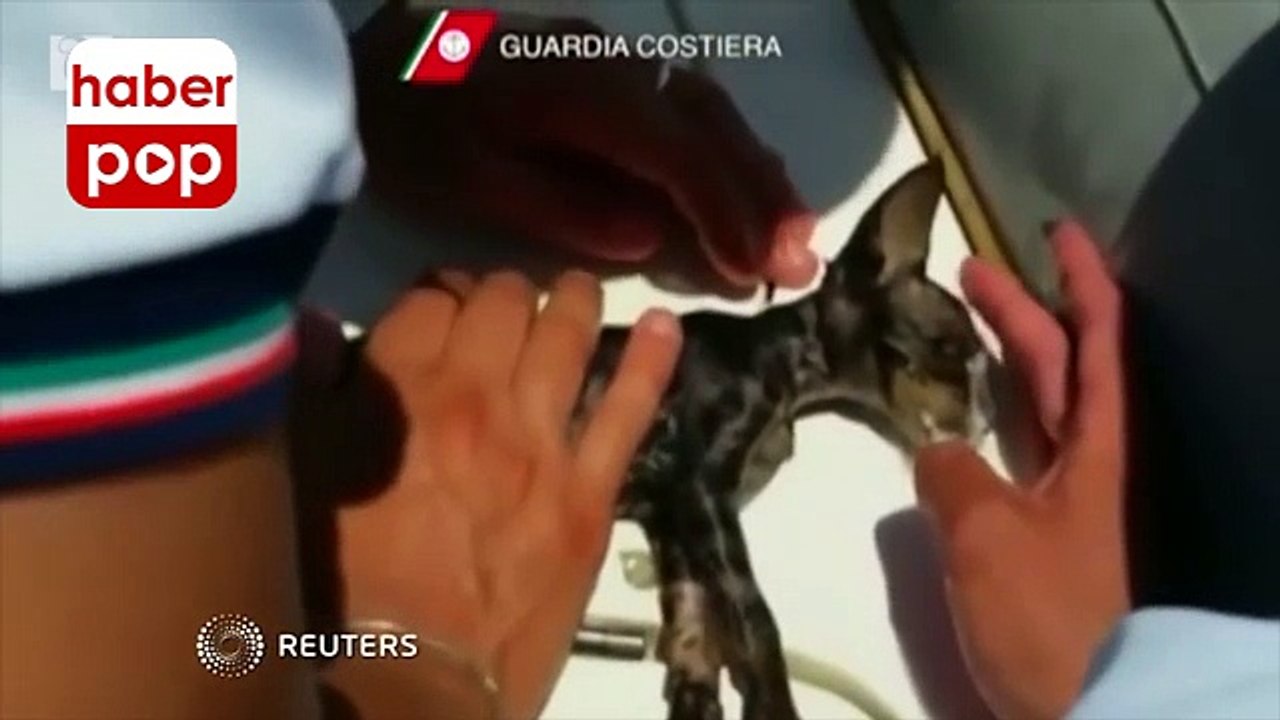 Yavru kedi suni tenefüsle kurtarıldı #kedi #sunitenefüs #deniz