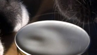 The Physics of a Cat Lapping up Liquid - Part 1