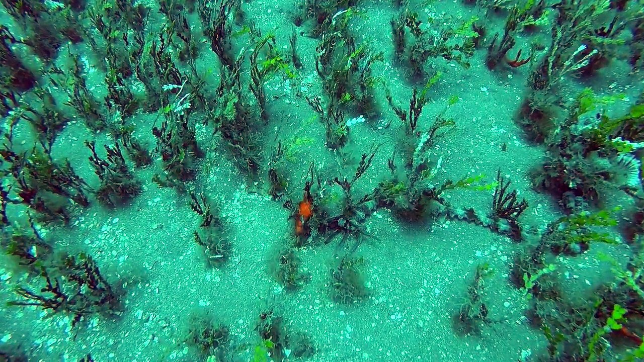 Hello Beastie, Sea Cucumber