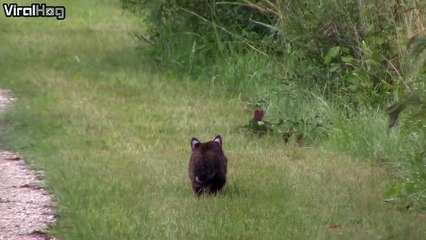 Un lynx en chasse va chopper un lapin.