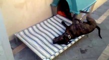 Ce chien kiffe tellement son petit lit de camp