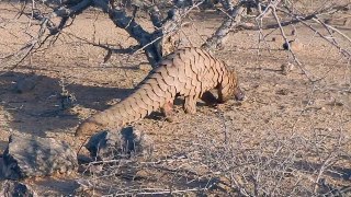 Rescued Indian pangolin released into Khirthar National Park