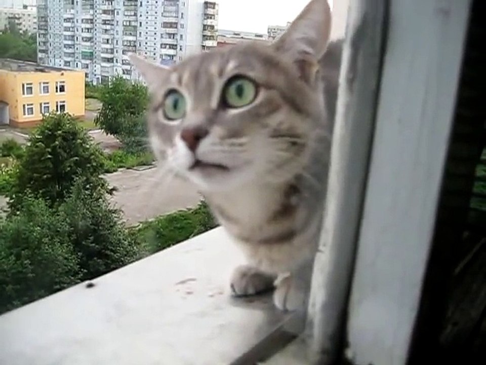 Pauvre chat coincé sur une fenetre