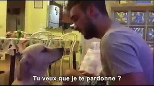 Ce chien vient de faire une bêtise et veut se faire pardonner.