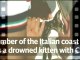 Les gardes-côtes italiens font sauver la vie de ce chat retrouvé à la mer