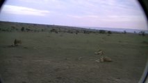 Lion eating Wildebeest for breakfast (Northern Serengeti, Tanzania) - 9/2/10