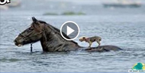 5-Amazing-Animals-That-Save-Animals-Caught-On-Camera