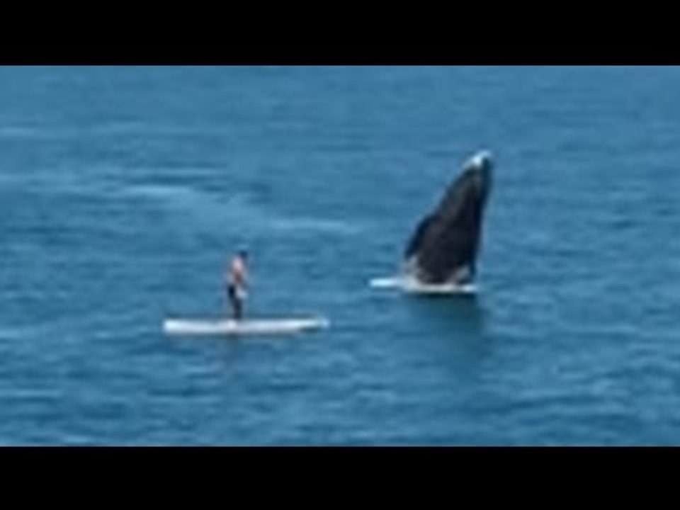 'Holy cow!' Whale surprises paddle boarder