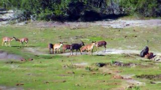 Gemsbok and other wildlife at Naledi Private Game Reserve in South Africa