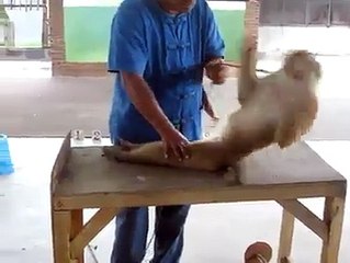 شاهد هذا القرد هههههههههه