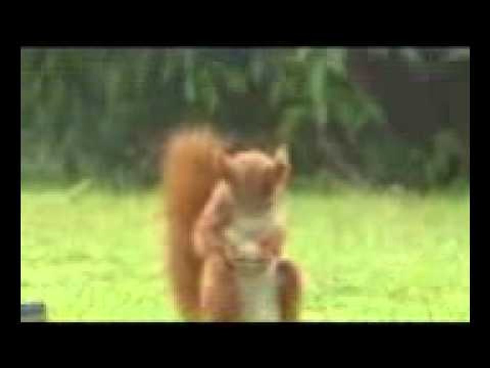 سنجاب رياضي.3gp