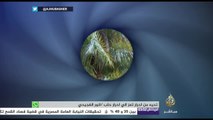 بعين الجزيرة - المزارعون في السعودية يبدأون موسم جني الرُطب