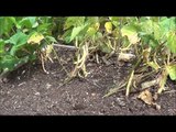 Harvesting Green Bean Seeds. When and how to harvest green beans.