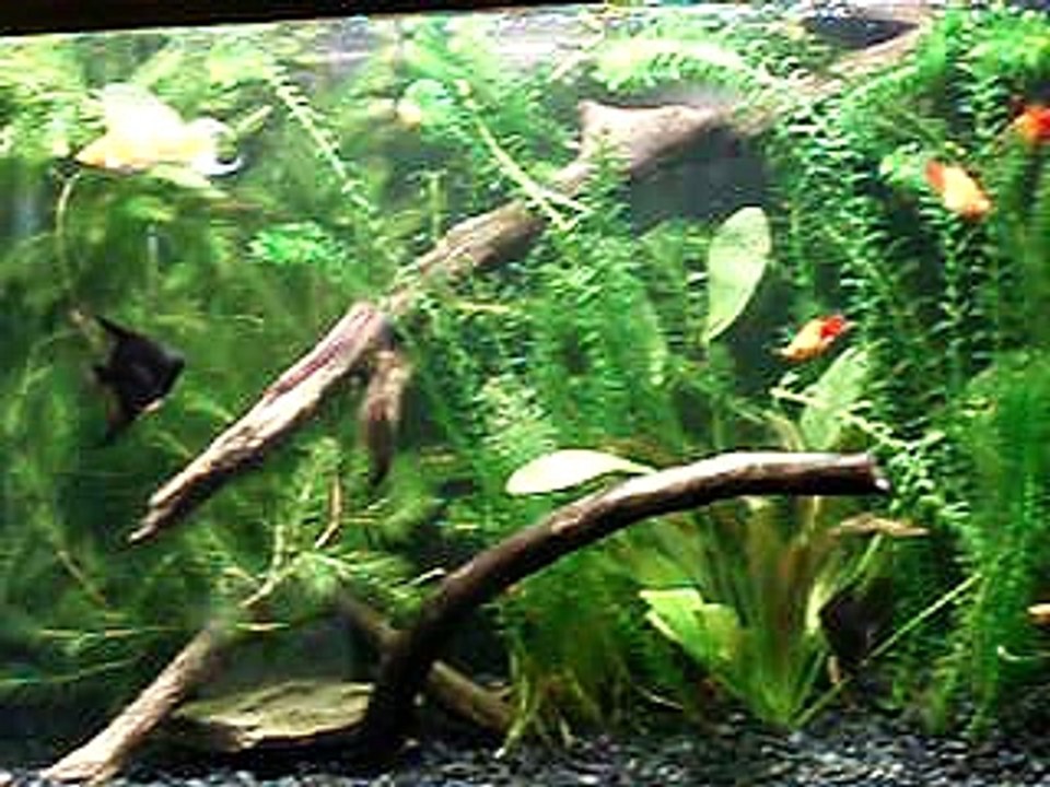 20 Gallon Angelfish Aquarium 9.21.07