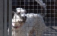Abandons d’animaux : la SPA tire la sonnette d’alarme