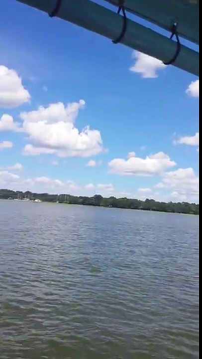 Dolphins in the Atlantic Ocean
