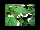 Growing Chilli Hydroponics