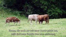 Terrifiée, cette vache laitière sur le point d'être abattue, pleure. Quand elle réalise sa destination...