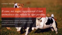 sognare un cane - il significato dei sogni