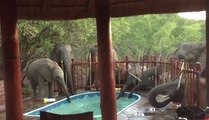Quand un troupeau d'éléphants vient squatter votre piscine...