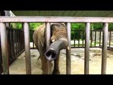 動物園で象にエサをあげてみた ^^