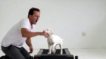 Cet homme filme chaque jour son chien pour une raison vraiment touchante