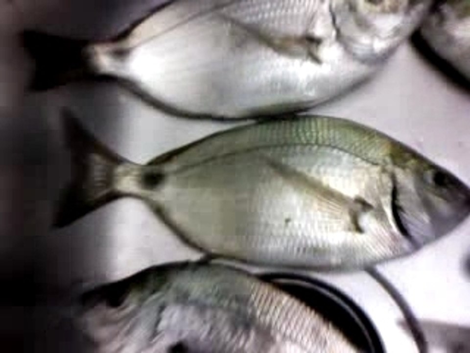Grosse peche