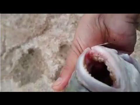 صيد سمكة دوراد روايال - ( دنيس ) بالقصبة و السنارة 2016