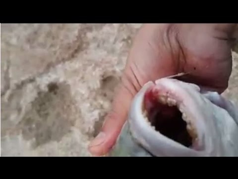 صيد سمكة دوراد روايال - ( دنيس ) بالقصبة و السنارة 2016