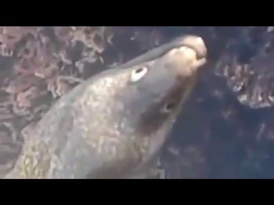 صيد سمكة مرينة كبيرة