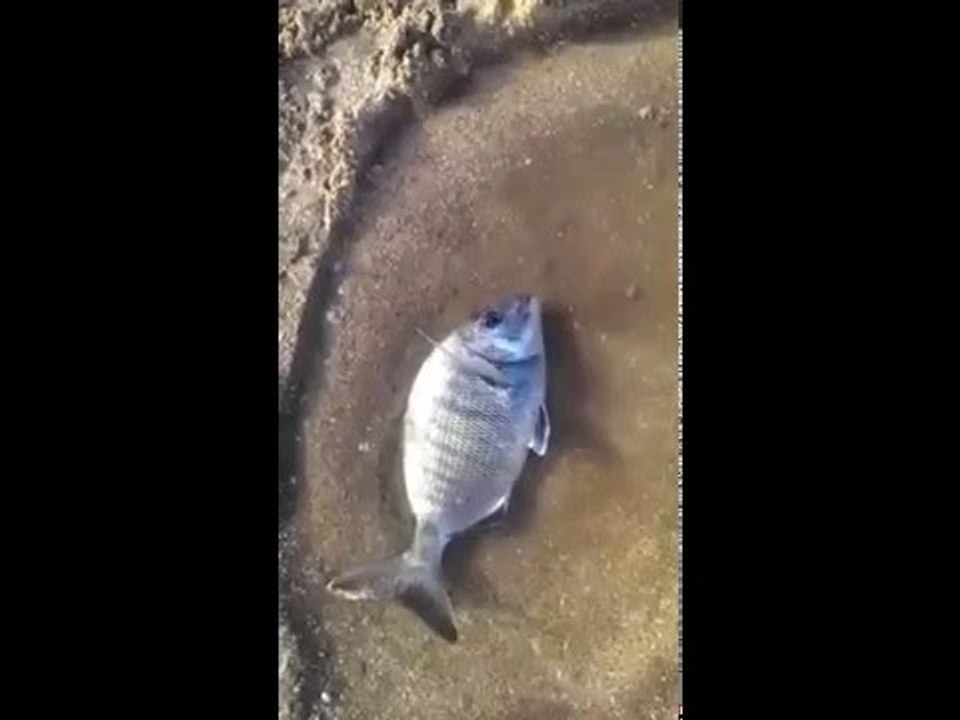 صيد سمك شرغو