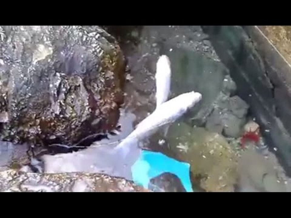 نفوق اسماك البوري في البحر الابيض المتوسط