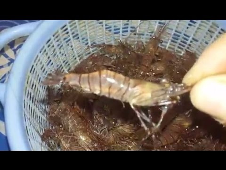 طعم صيد السمك - الربيان - قيمرون