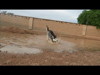 Husky Delights in Giant Puddle