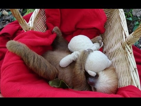 Ridiculously Cute Sloth Takes a Nap With a Teddy Bear