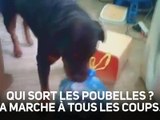 Astucieux : un chien qui ramasse les poubelles...