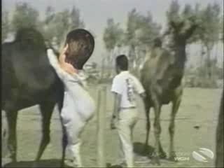 Camel Bite A Man