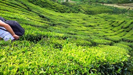 Cameron Highlands / Malaysia / Asia Backpacking